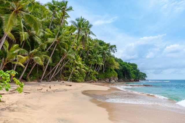 Sandy tropical beach with palm trees